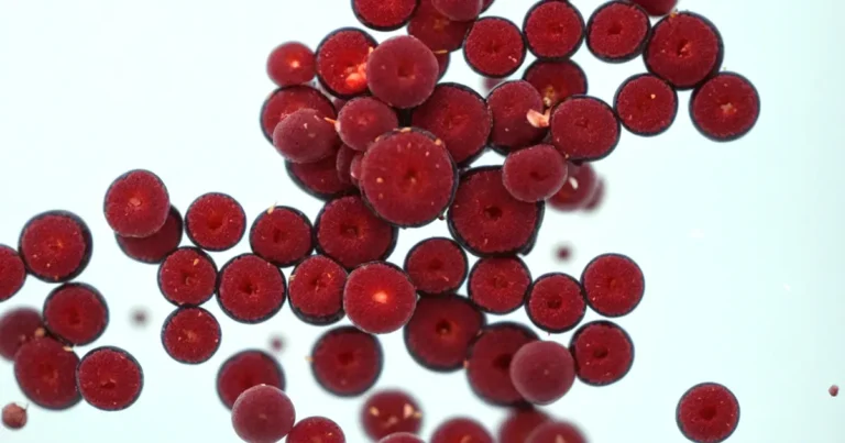 Aus Blutregenalge Haematococcus pluvialis wird natürliches Astaxanthin gewonnen